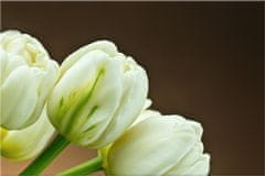 ZUTY Obrazy na stenu - Biele tulipány, 30x20 cm