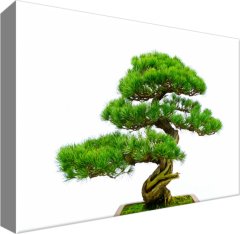 ZUTY Obrazy na stenu - Bonsai, 30x20 cm