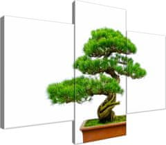 ZUTY Obrazy na stenu - Bonsai, 90x60 cm