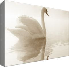 ZUTY Obrazy na stenu - Jemná labuť , 30x20 cm
