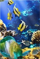 ZUTY Obrazy na stenu - Koralový útes, 20x30 cm