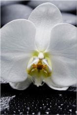 ZUTY Obrazy na stenu - Biela orchidea, 20x30 cm