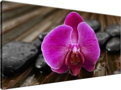 ZUTY Obrazy na stenu - Anetina orchidea, 115x55 cm