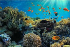 ZUTY Obrazy na stenu - Koralový útes, 30x20 cm