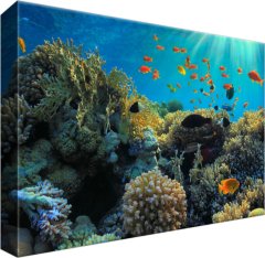 ZUTY Obrazy na stenu - Koralový útes, 30x20 cm