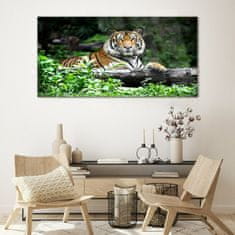 COLORAY.SK Skleneny obraz Lesné zvieracie mačka tiger 120x60 cm