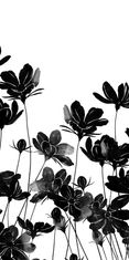 COLORAY.SK Roleta Čierne kvety Žaluzija za propuščanje svetlobe 70x140 cm