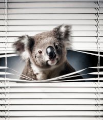 COLORAY.SK Roleta na okno Koala Žaluzija za temnitev (s podlogo) 120x140 cm