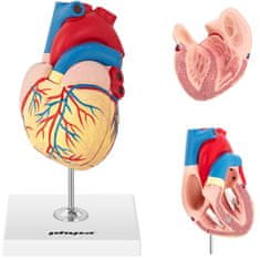 shumee 3D anatomický model ľudského srdca