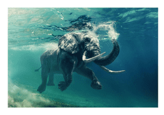 MôjNábytok Obraz ELEPHANT