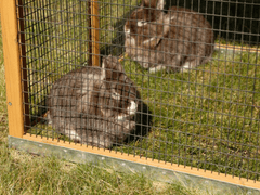 Kerbl Výbeh pre králiky, hlodavce 115x85x90 cm
