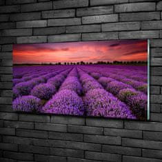 Wallmuralia.sk Foto obraz fotografie na skle pole levanduľa 120x60 cm 2 prívesky