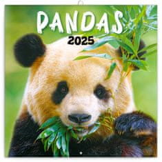 Notique Poznámkový kalendár Pandy 2025, 30 x 30 cm