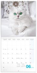 Notique Poznámkový kalendár Mačiatka 2025, 30 x 30 cm