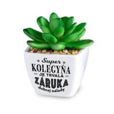 Albi Kaktus s venovaním - Super kolegyňa