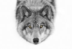 Pelcasa Yellow Eyes - Timber Wolf - 21x30 cm 