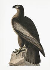 Pelcasa Great American Sea Eagle From Birds Of America (1827) - 21x30 cm 