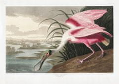 Pelcasa Roseate Spoonbill From Birds Of America (1827) - 30x40 cm 