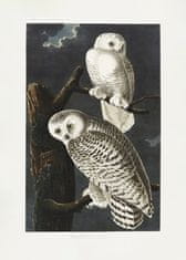 Pelcasa Snowy Owl From Birds Of America (1827) - 70x100 cm 