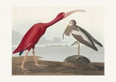 Pelcasa Scarlet Ibis From Birds Of America (1827) - 50x70 cm 