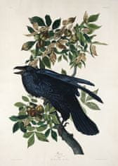 Pelcasa Raven From Birds Of America (1827) - 70x100 cm 