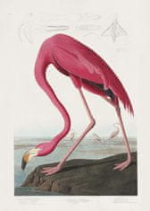 Pelcasa Pink Flamingo From Birds Of America (1827) - 21x30 cm 