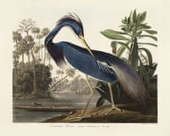 Pelcasa Louisiana Heron From Birds Of America (1827) - 50x70 cm 