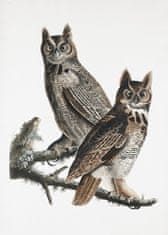 Pelcasa Great Horned Owl From Birds Of America (1827) - 50x70 cm 