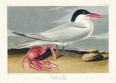 Pelcasa Cayenne Tern From Birds Of America (1827) - 30x40 cm 