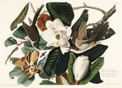 Pelcasa Black Billed Cuckoo From Birds Of America (1827) - 21x30 cm 