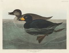 Pelcasa American Scoter Duck From Birds Of America (1827) - 50x70 cm 