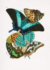 Pelcasa Butterflies 5 - 21x30 cm 