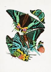 Pelcasa Butterflies 3 - 50x70 cm 