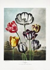 Pelcasa Tulips From The Temple Of Flora (1807) - 21x30 cm 