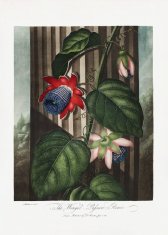 Pelcasa The Winged Passion-Flower From The Temple Of Flora (1807) - 30x40 cm 