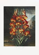 Pelcasa The Superb Lily From The Temple Of Flora (1807) - 50x70 cm 