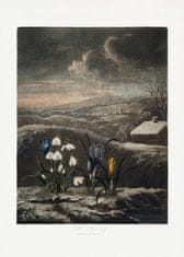 Pelcasa The Snowdrops From The Temple Of Flora (1807) - 50x70 cm 