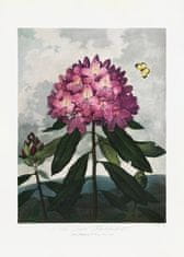 Pelcasa The Pontic Rhododendron From The Temple Of Flora (1807) - 30x40 cm 