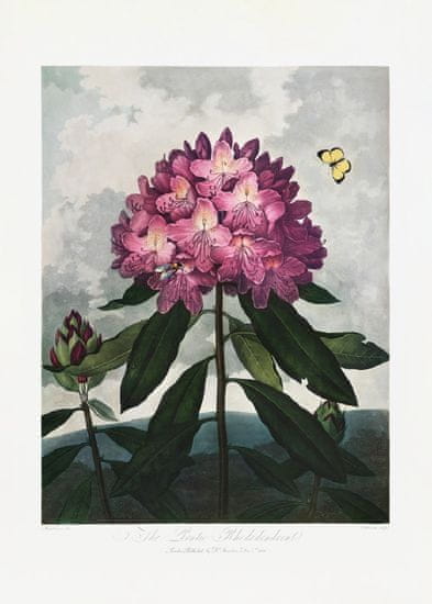 Pelcasa The Pontic Rhododendron From The Temple Of Flora (1807) - 30x40 cm