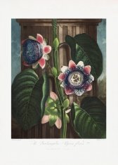 Pelcasa The Quadrangular Passion Flower From The Temple Of Flora (1807) - 30x40 cm 