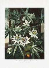 Pelcasa The Passiflora Cerulea From The Temple Of Flora (1807) - 70x100 cm 