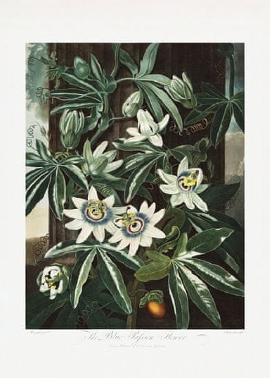 Pelcasa The Passiflora Cerulea From The Temple Of Flora (1807) - 21x30 cm