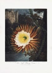 Pelcasa The Nightnblowing Cereus From The Temple Of Flora (1807) - 30x40 cm 