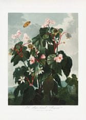 Pelcasa The Obliquenleaved Begonia From The Temple Of Flora (1807) - 50x70 cm 