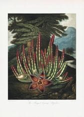 Pelcasa The Maggotnbearing Stapelia From The Temple Of Flora (1807) - 70x100 cm 