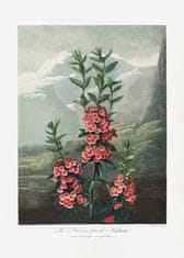 Pelcasa The Narrownleaved Kalmia From The Temple Of Flora (1807) - 21x30 cm 