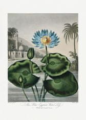 Pelcasa The Blue Egyptian Water-Lily From The Temple Of Flora (1807) - 30x40 cm 