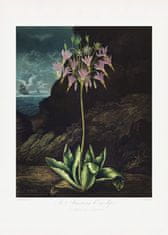 Pelcasa The American Cowslip From The Temple Of Flora (1807) - 50x70 cm 