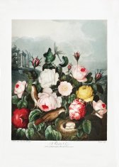 Pelcasa Roses From The Temple Of Flora (1807) - 30x40 cm 