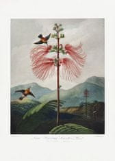 Pelcasa Largenflowering Sensitive Plant From The Temple Of Flora (1807) - 50x70 cm 